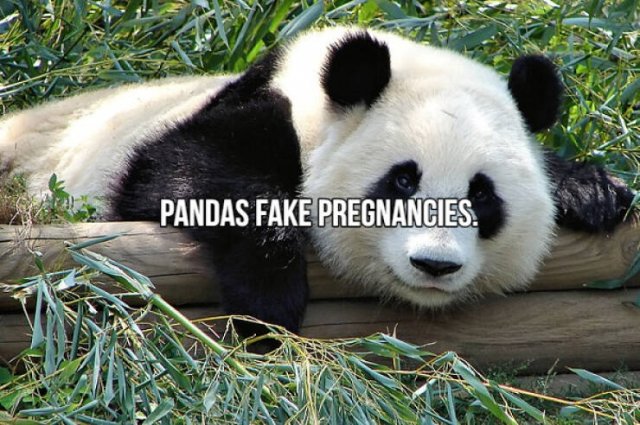Short Interesting Facts (24 pics)