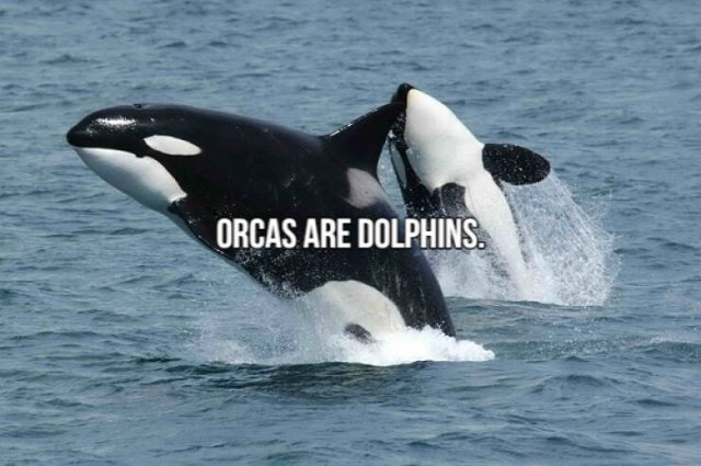 Short Interesting Facts (24 pics)