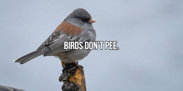 Short Interesting Facts (24 pics)