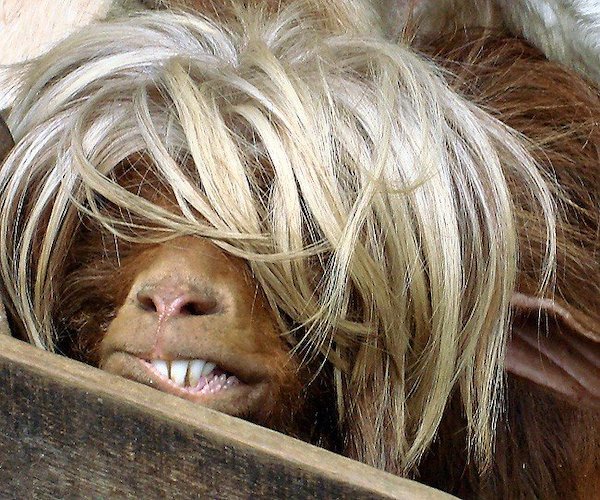 Try To Explain It (30 pics)