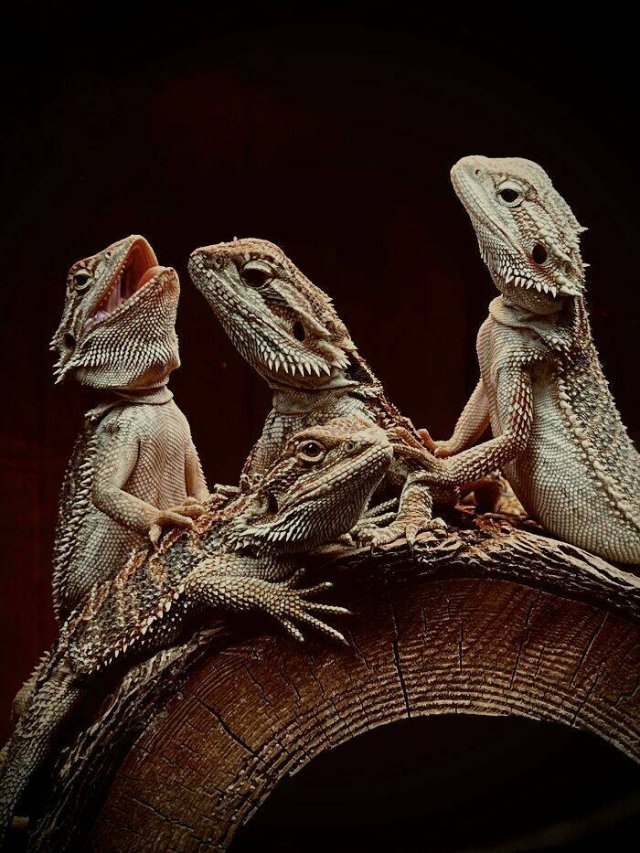 Accidental Renaissance (43 pics)