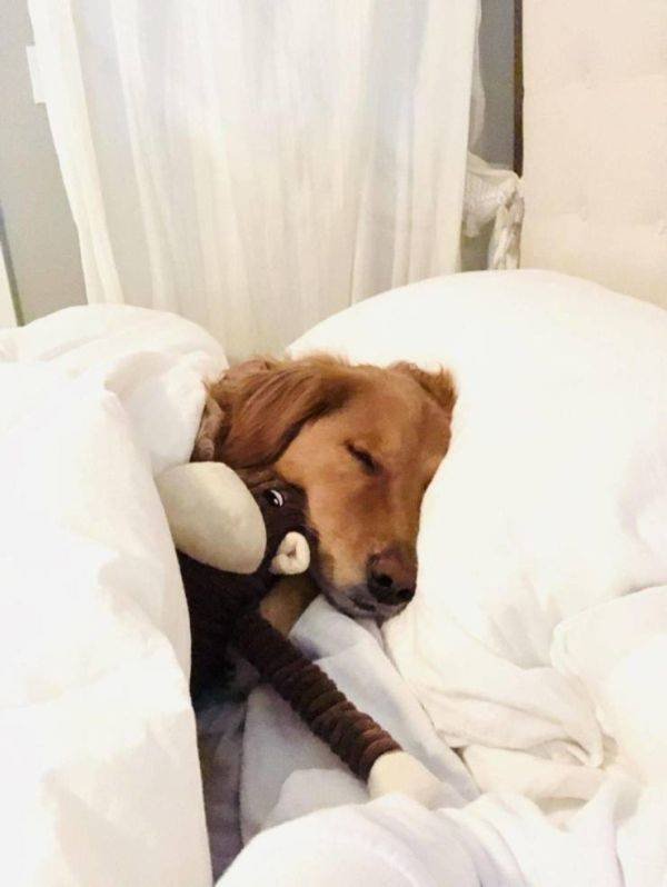 Cute And Funny Animals (55 pics)