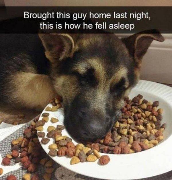 Cute And Funny Animals (55 pics)
