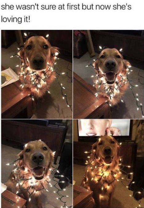 Cute And Funny Animals (55 pics)