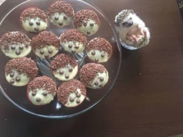 Cute And Funny Animals (55 pics)