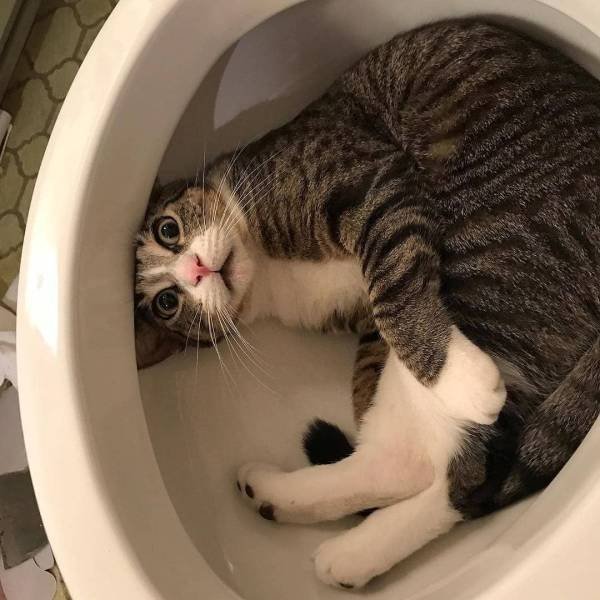 Cute And Funny Animals (55 pics)