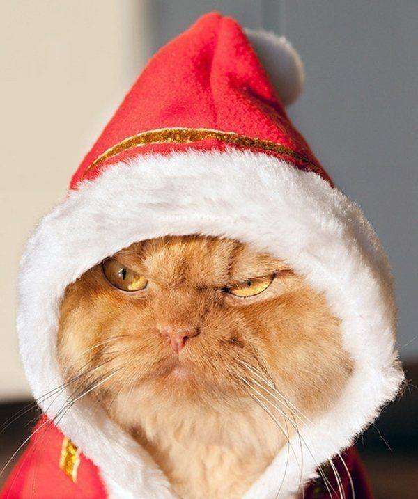 Cute And Funny Animals (55 pics)