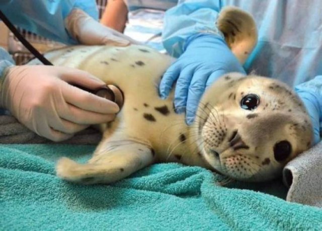 Cute And Funny Animals (55 pics)