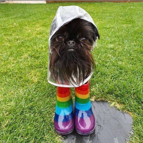 Cute And Funny Animals (55 pics)