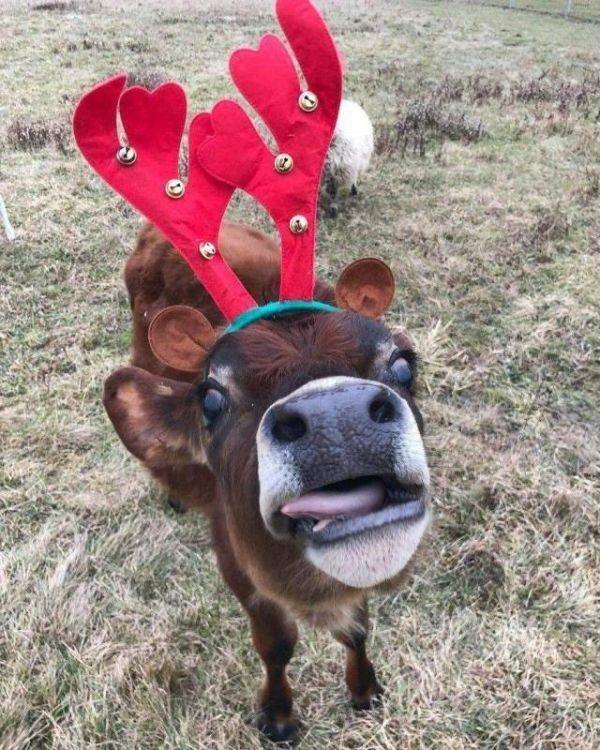 Cute And Funny Animals (55 pics)