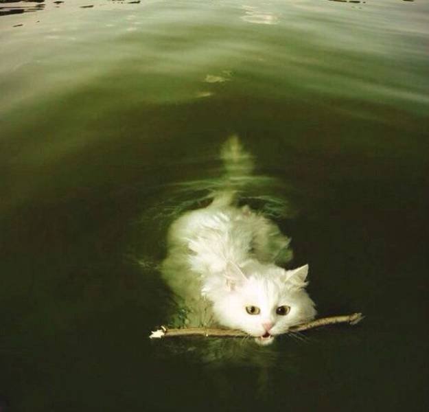 Cute And Funny Animals (55 pics)