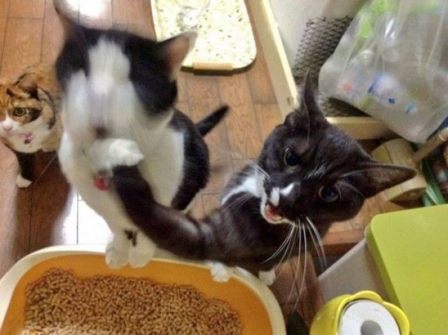 Cute And Funny Animals (55 pics)