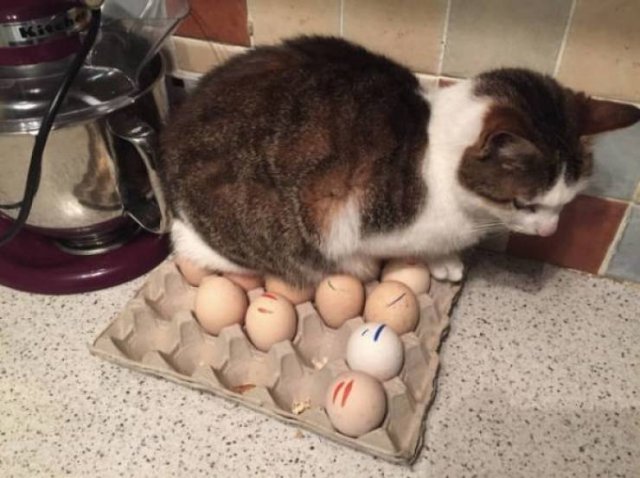 Cute And Funny Animals (55 pics)