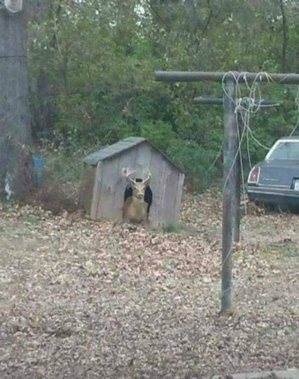 Cute And Funny Animals (55 pics)
