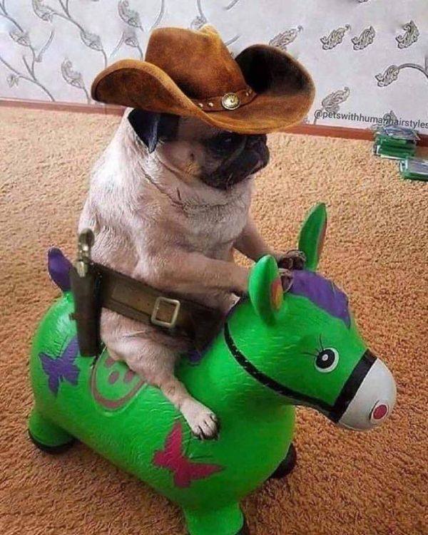 Cute And Funny Animals (55 pics)