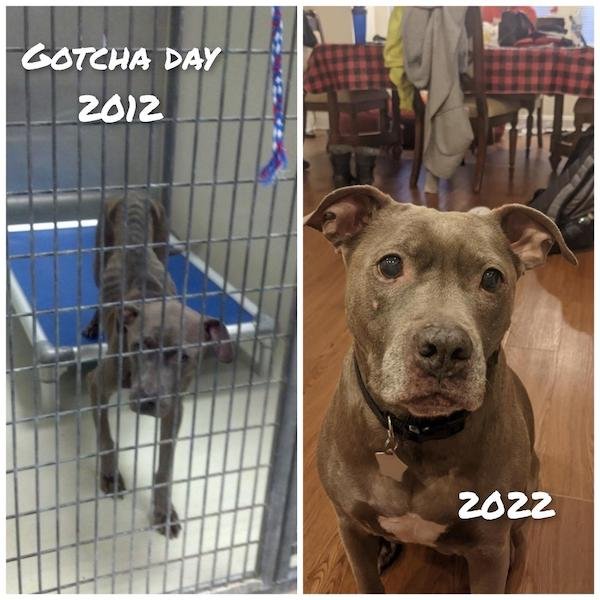 Animals Before And After They Found Their New Home (30 pics)