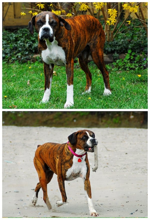 Animals Before And After They Found Their New Home (30 pics)