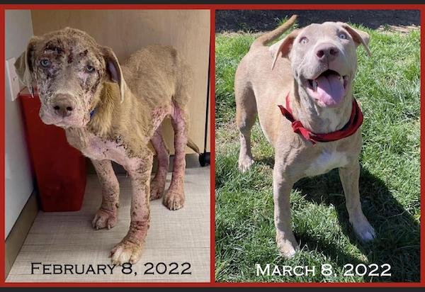 Animals Before And After They Found Their New Home (30 pics)