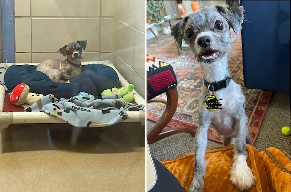 Animals Before And After They Found Their New Home (30 pics)