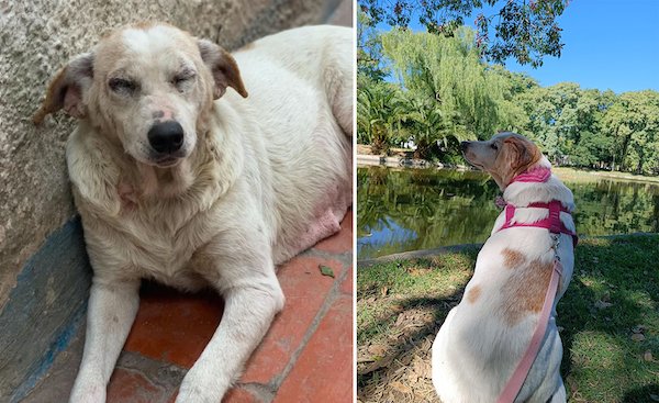 Animals Before And After They Found Their New Home (30 pics)