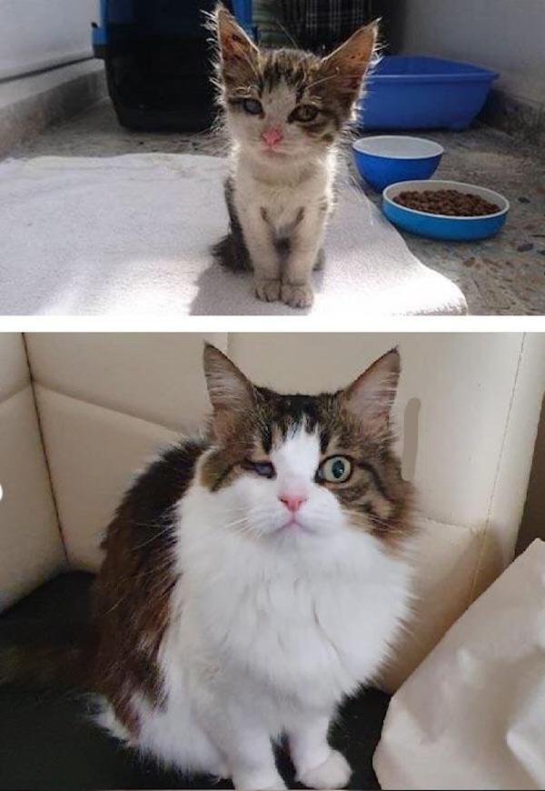 Animals Before And After They Found Their New Home (30 pics)