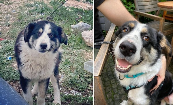 Animals Before And After They Found Their New Home (30 pics)