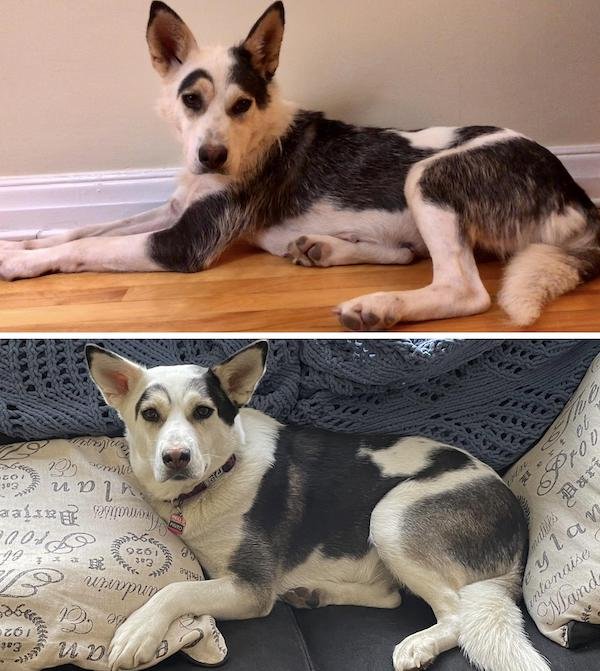 Animals Before And After They Found Their New Home (30 pics)