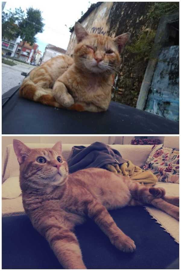 Animals Before And After They Found Their New Home (30 pics)