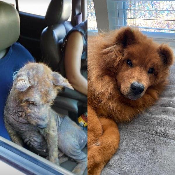 Animals Before And After They Found Their New Home (30 pics)