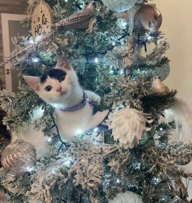 People Who Are Ready For Christmas (18 pics) People Who Are Ready For Christmas (18 pics)
