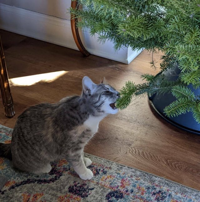 People Who Are Ready For Christmas (18 pics) People Who Are Ready For Christmas (18 pics)