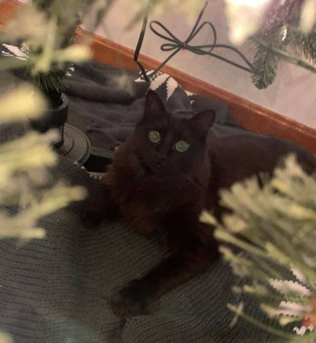 People Who Are Ready For Christmas (18 pics) People Who Are Ready For Christmas (18 pics)
