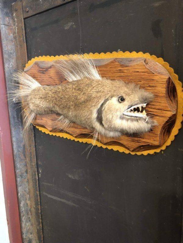 What Is Going On Here? (50 pics)