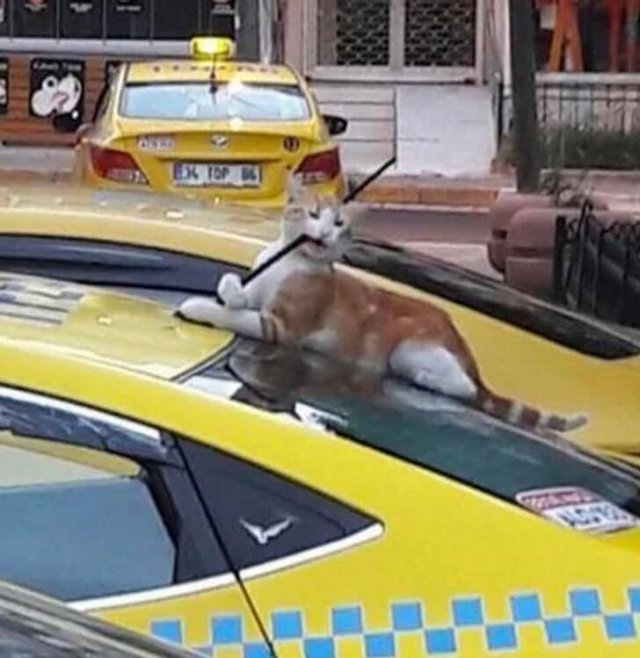 What Is Going On Here? (21 pics)