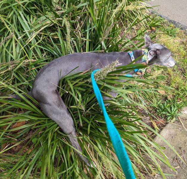 What Is Going On Here? (21 pics)
