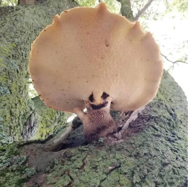 What Is Going On Here? (21 pics)