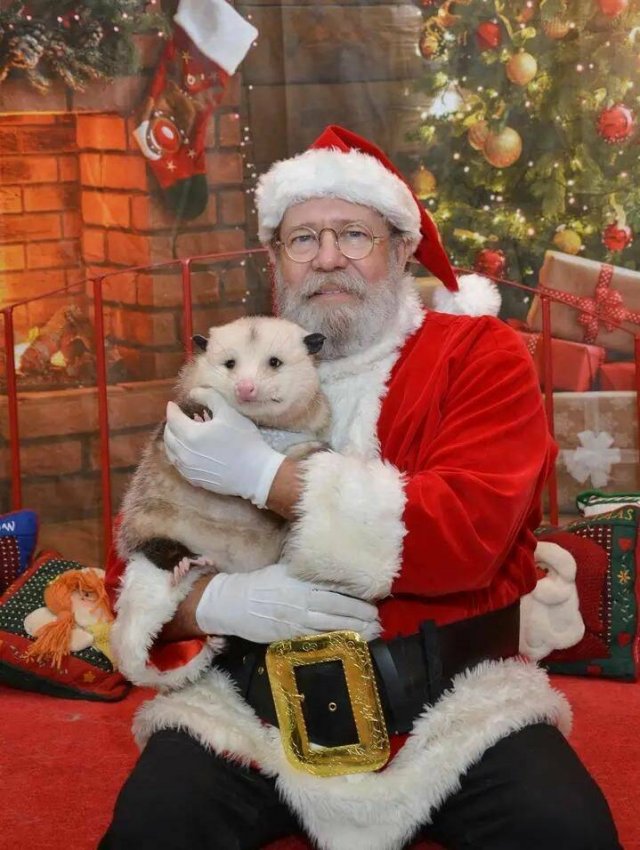 Amazing And Funny Christmas Pictures (70 pics)