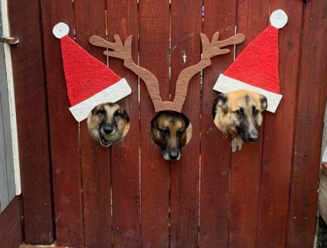Amazing And Funny Christmas Pictures (70 pics)