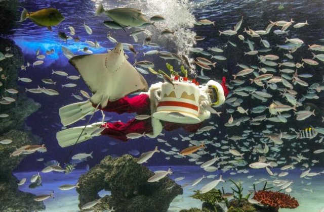 Amazing And Funny Christmas Pictures (70 pics)
