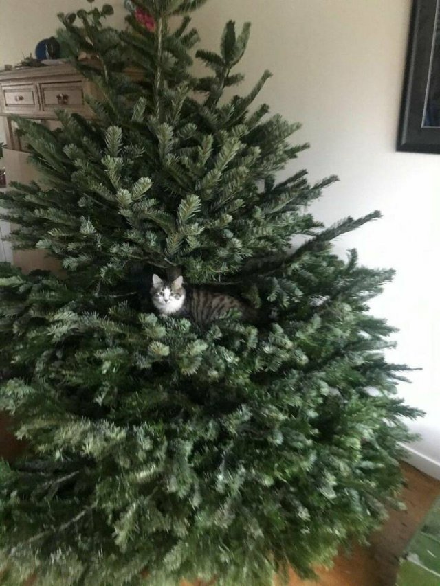 Amazing And Funny Christmas Pictures (70 pics)