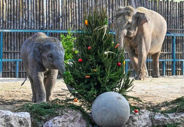 Amazing And Funny Christmas Pictures (70 pics)