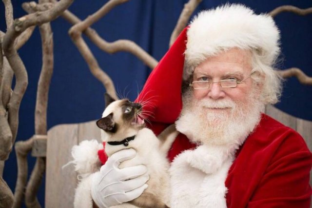 Amazing And Funny Christmas Pictures (70 pics)