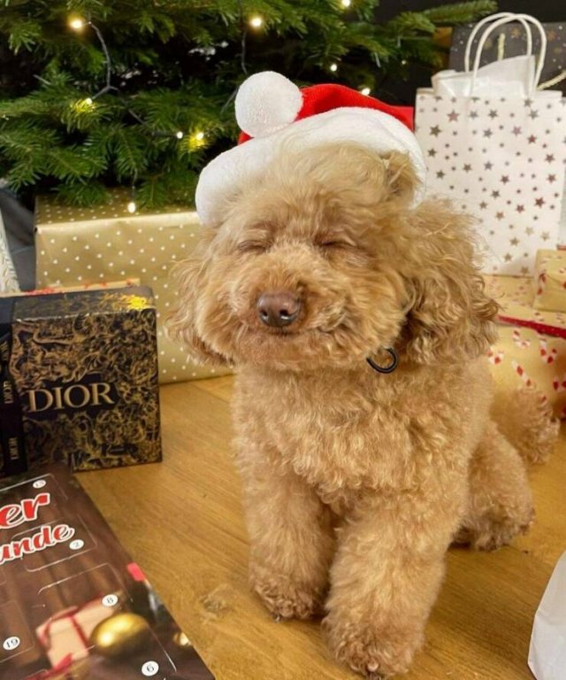 Amazing And Funny Christmas Pictures (70 pics)
