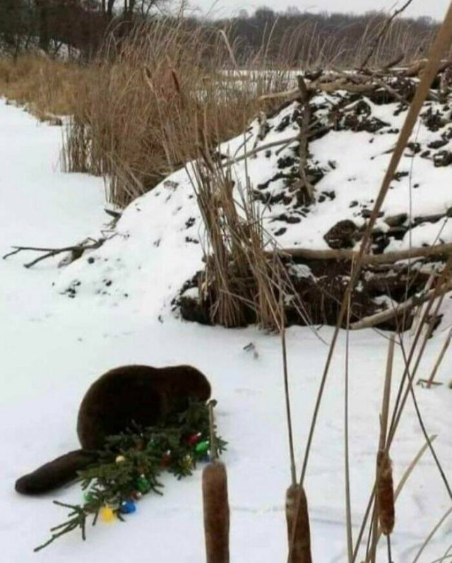 Bad Days Happen (40 pics)