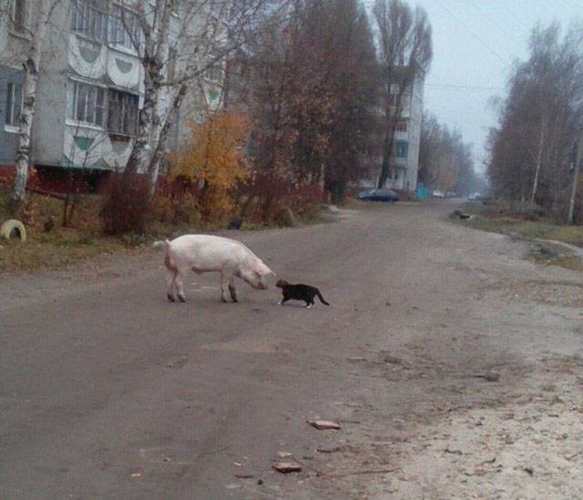 Weird Photos From Russia (41 pics)