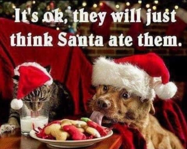 Cute And Funny Dogs (27 pics)