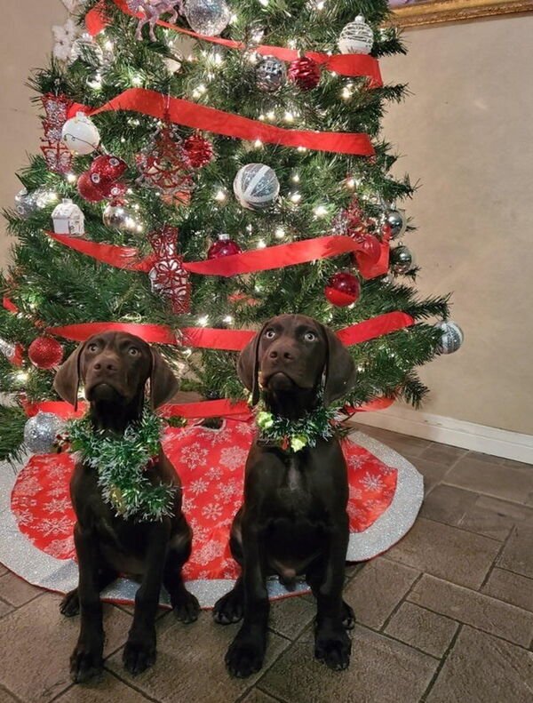 Cute And Funny Dogs (27 pics)
