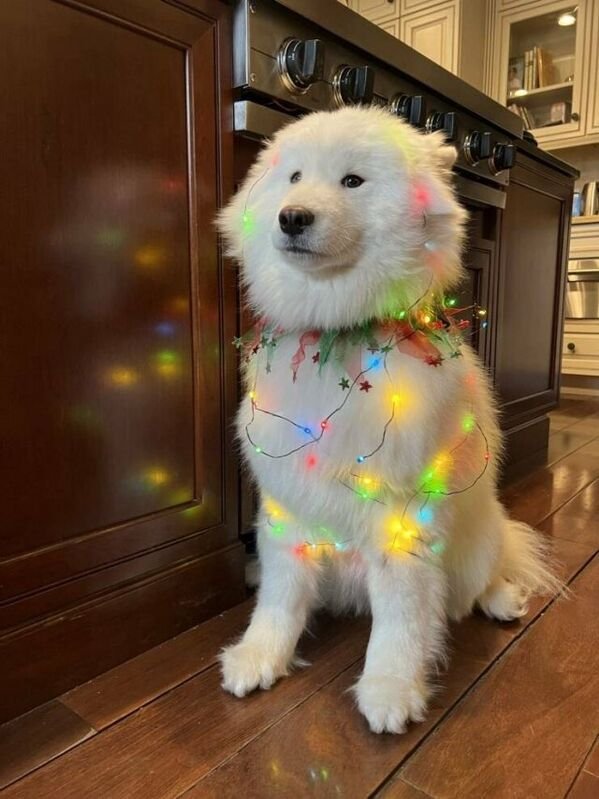 Cute And Funny Dogs (27 pics)