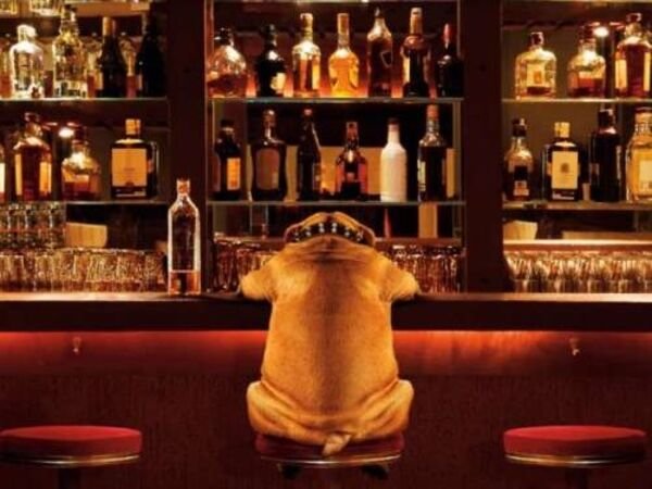Cute And Funny Dogs (27 pics)