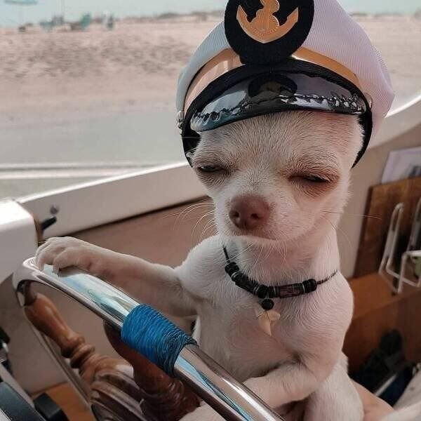 Cute And Funny Dogs (27 pics)